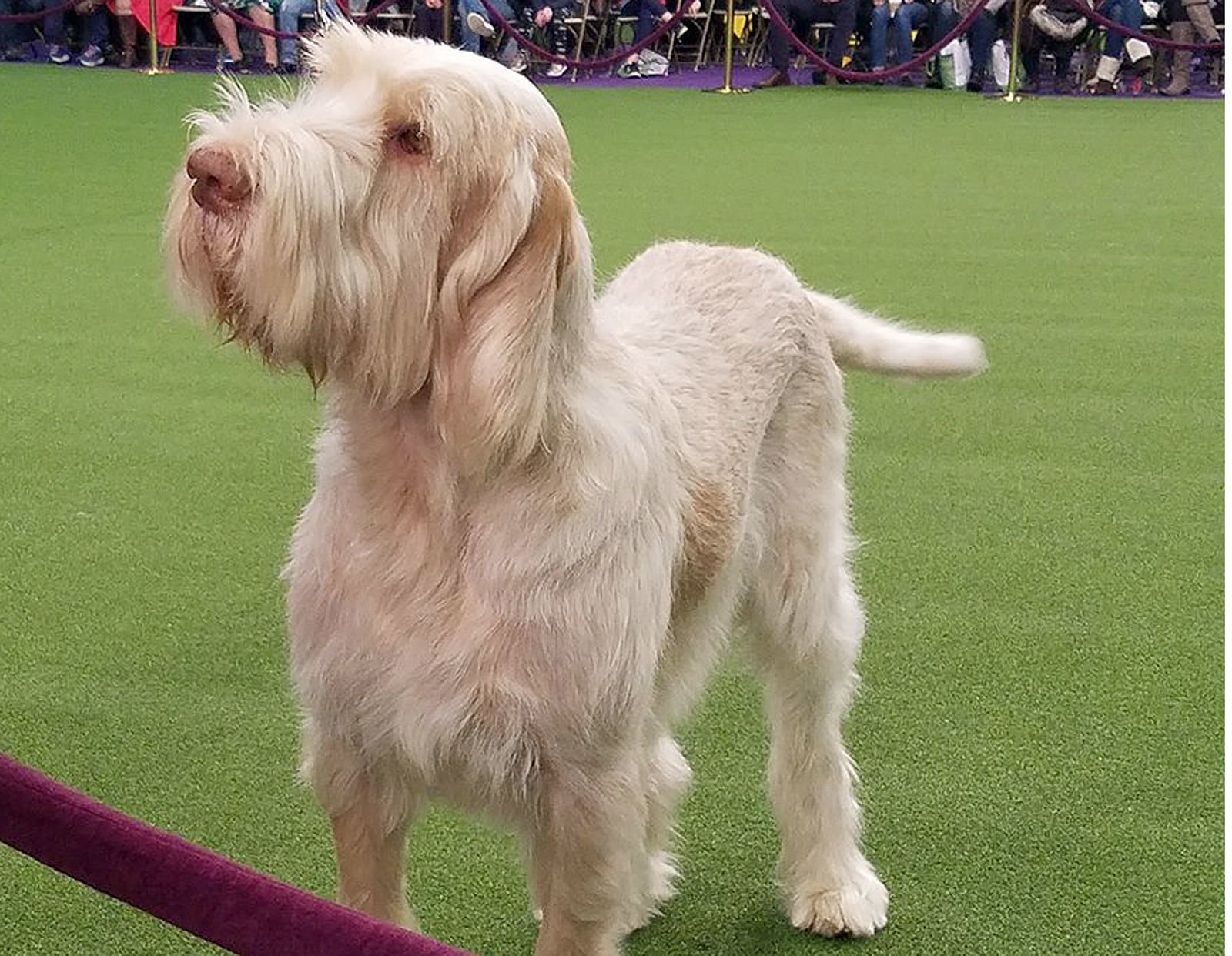 spinone italiano breeders near me