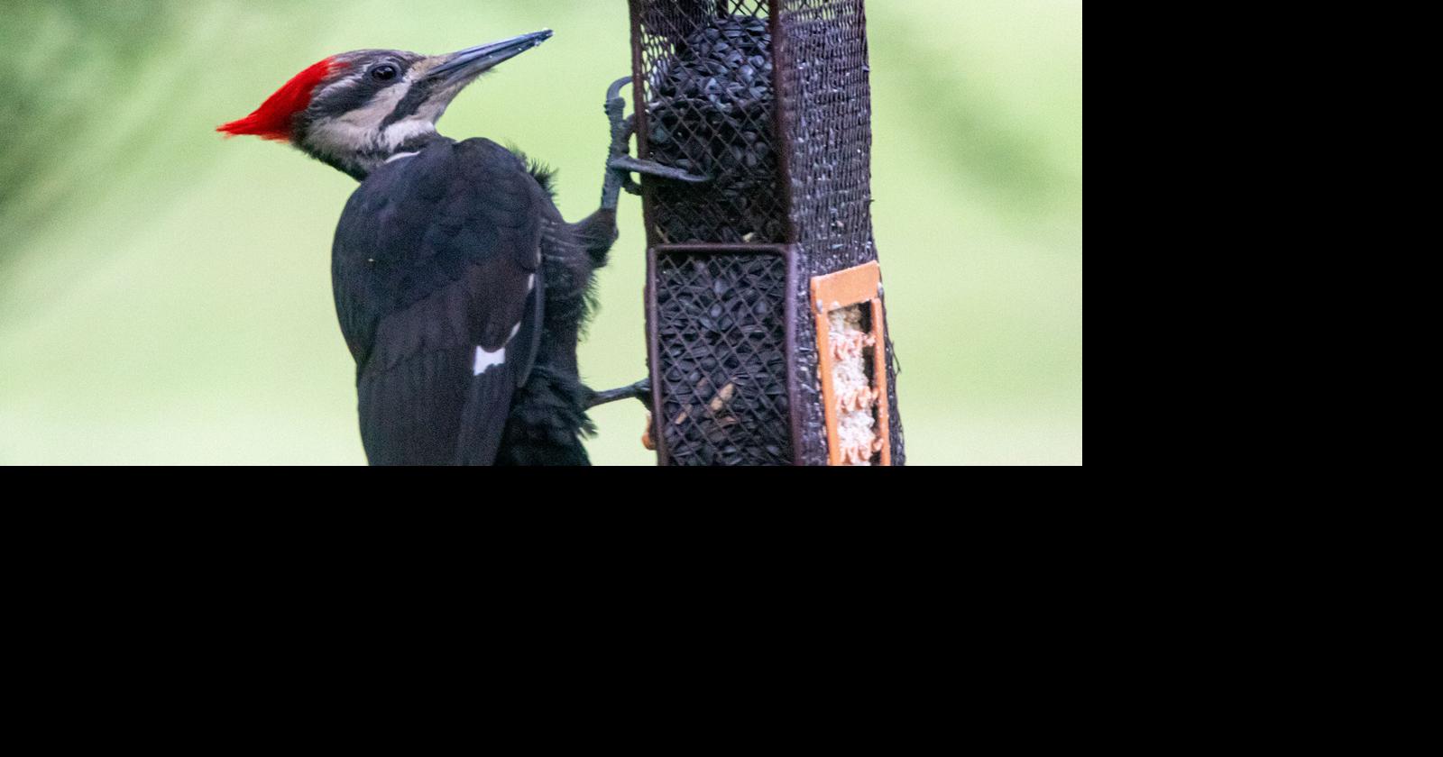 DNR asks Hoosiers to remove bird feeders amid reports of dying birds