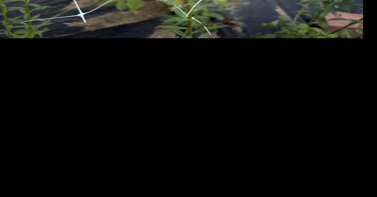 Illinois farmers consider expanding cut flower operations