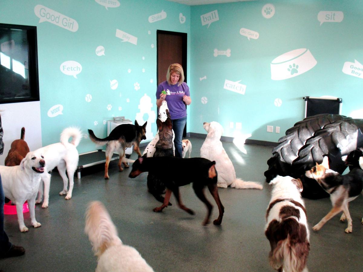 Learn Play Get Clean Let Your Dog Be Its Best Self At Simon Halle S Lafayette Leader Newsbug Info