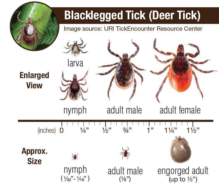 Lyme Disease What You Don T Know May Be Horrifying Monticello Herald Journal Newsbug Info