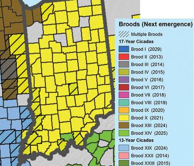 What to expect locally with the coming of the 17-year cicadas | News