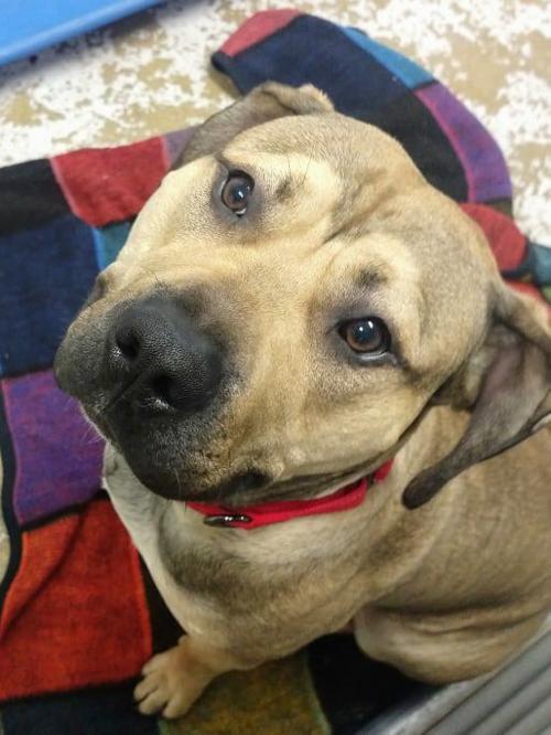 Pet of the Week — Wrigley