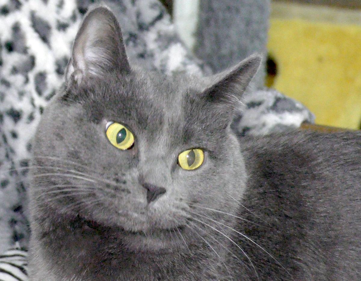 Happy Tails Pet Of The Week Burrito Pets Newsbug Info