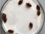 Essential oils restore the effectiveness of insecticides against bed bugs