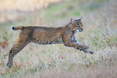 Bobcat