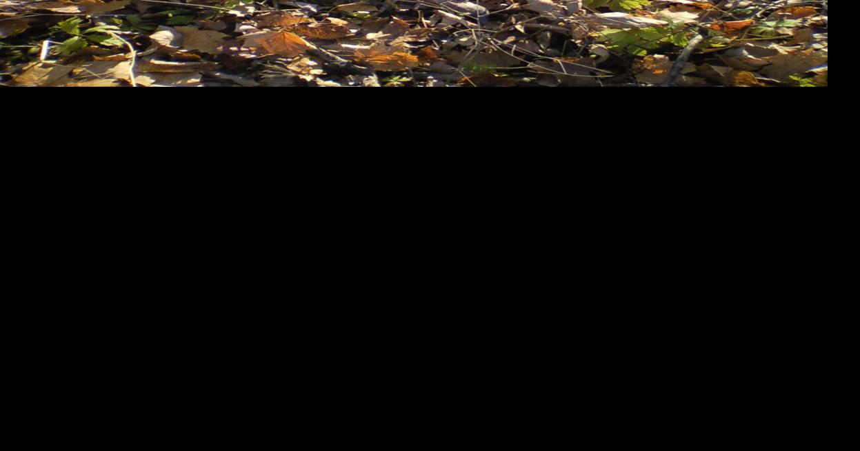 Rules of thumb for a great deer season | News | newsbug.info