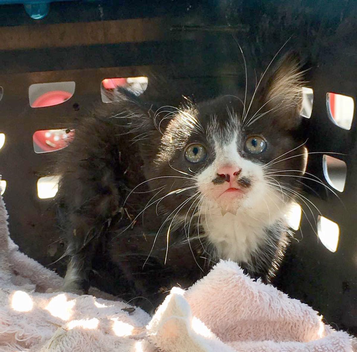 Monticello City Workers Firefighters Rescue Kitten Named