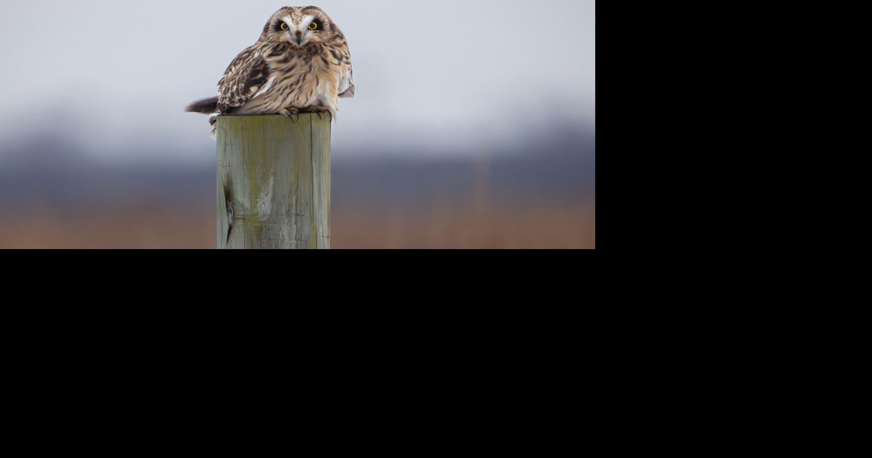 Indiana Nature Notes - Little Acts of Short-eared Owl Kindness