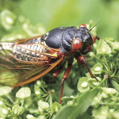 What To Expect Locally With The Coming Of The 17 Year Cicadas Local Newsbug Info