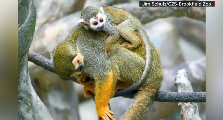 cute squirrel monkeys
