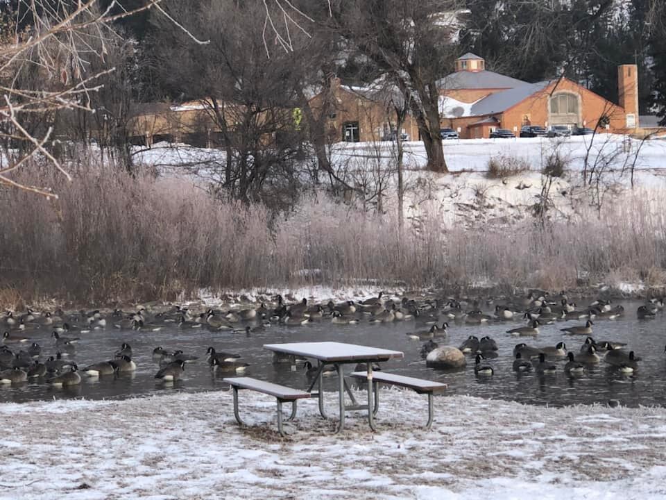 Dozens Of Dead Geese Recovered From Canyon Lake Area, Avian Flu ...