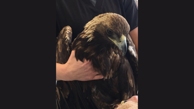 Golden Eagle hit by semi