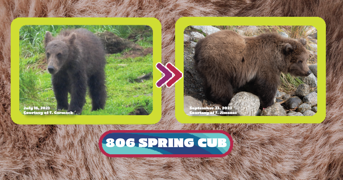 Fat Bear Junior 2025