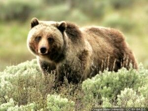 Well-known grizzly, 4 cubs spotted in Wyoming downtown
