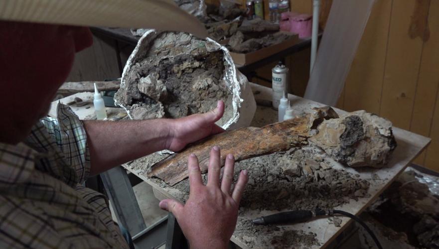 Unveiling Zuul: The Dinosaur with ‘Destroyer Shins’ Fossil