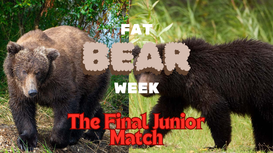 Fat Bear Week 2024 Fat Bear Junior Finals News newscenter1.tv