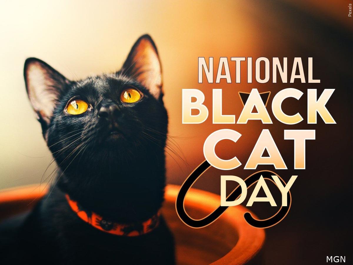Transform your cat for National Black Cat Day 2021