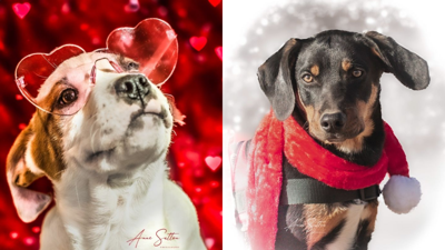 Mountain humane dogs sales