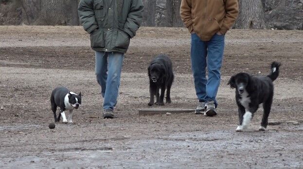 do dogs like the park