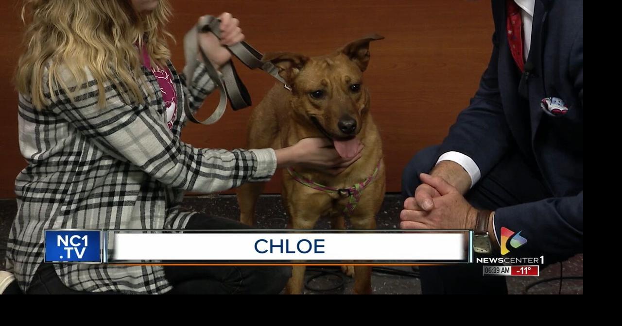 is chloe from dog with a blog adopted