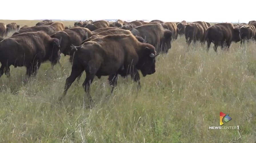Wild Idea Buffalo Co.: A sustainable approach to bison farming and grassland regeneration