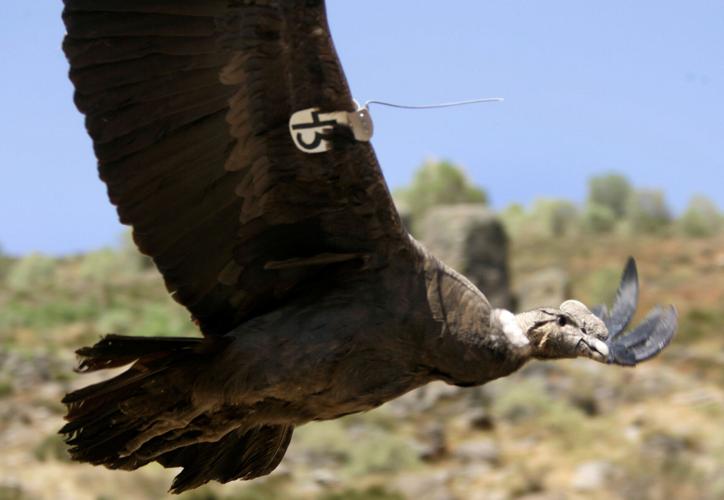 Fly without flapping? Andean condors surf air 99% of time | News |  
