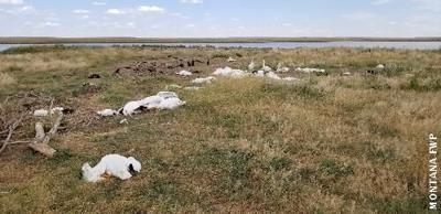 Montana hailstorm maims, kills more than 11,000 birds