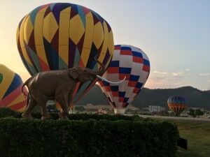 can u take dogs into balloon festival