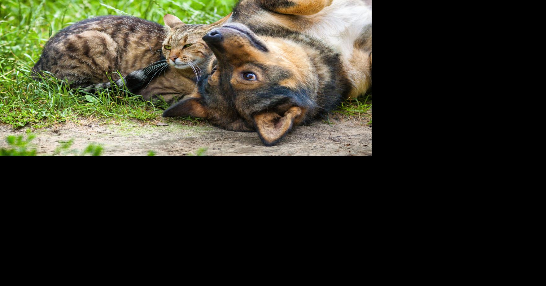 Second Chance, APL looking for help at their animal shelters | Local ...