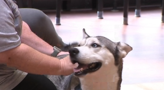 Weather Incoln New ‘Pawficcer’ sworn in at Lincoln Land Community College | Local News ...