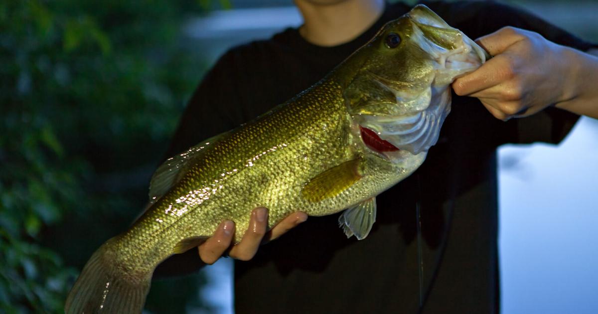 Springfield Lake Fish Lake Springfield Host to State Bass Fishing Tournament | News ...