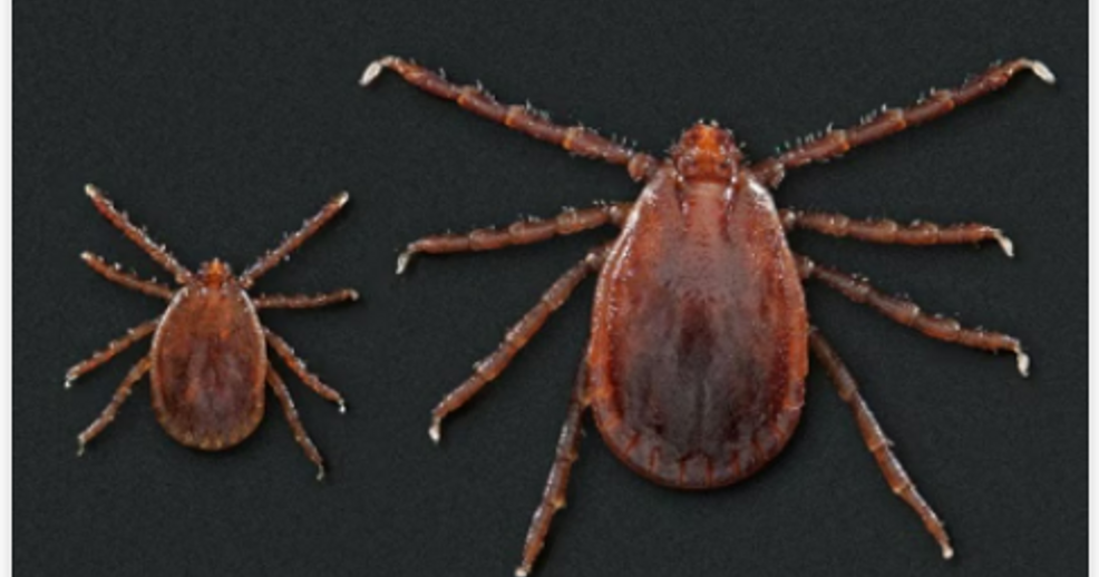 Illinois becomes 20th state to discover invasive Asian longhorned tick ...