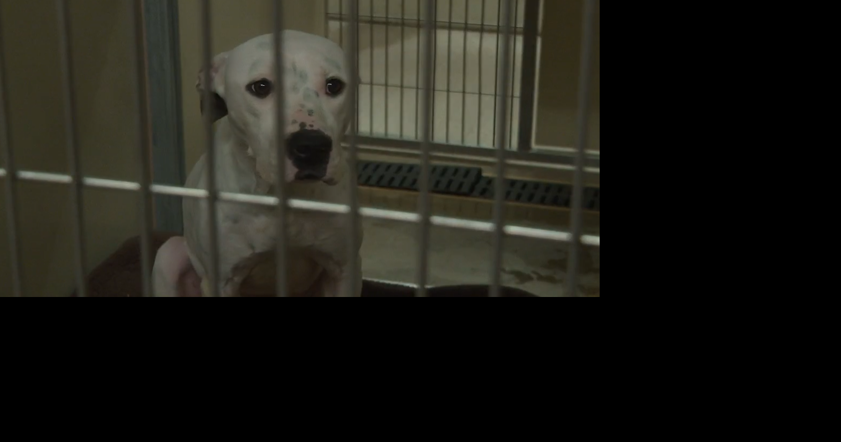 Animal Abuse Cases are on the Rise
