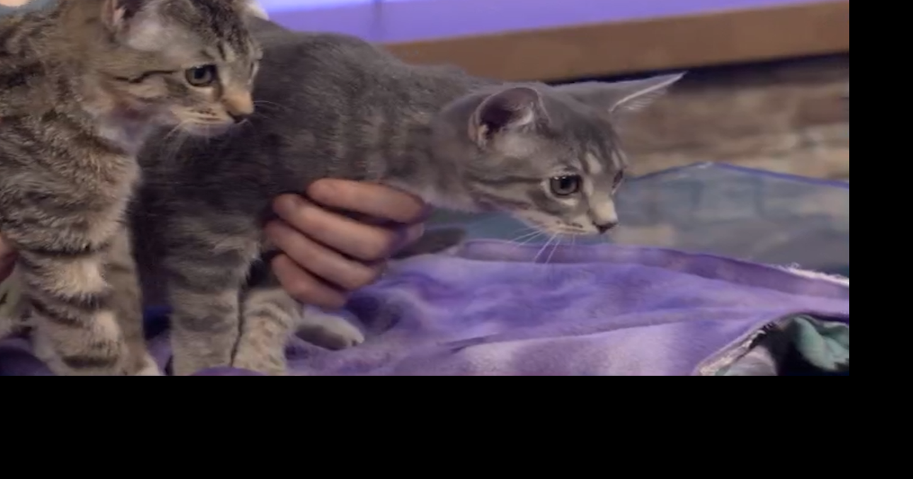 Pets of the Week: Bliss and Blessing