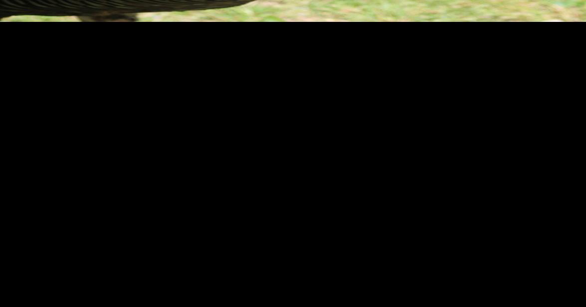 My Neck of the Woods One week until youth turkey day Outdoors