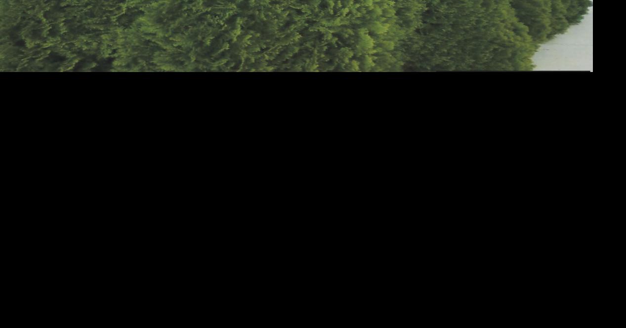 Master Gardeners Why is my arborvitae turning brown? Arts & Living