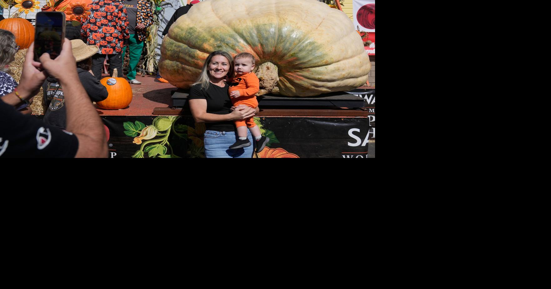 Photos show giant pumpkins vying for heavyweight glory as pumpkin season gets underway