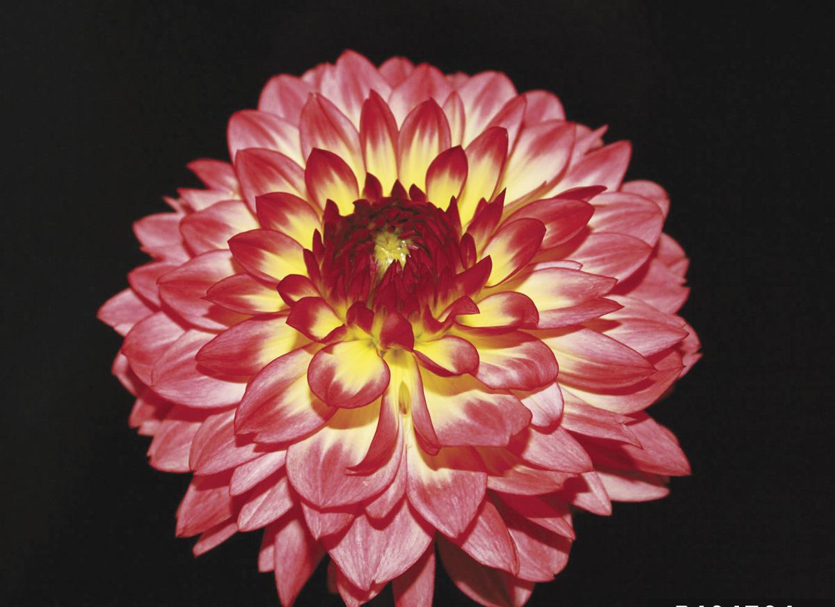 Store Tender Bulbs Over The Winter Arts Living Newsitem Com