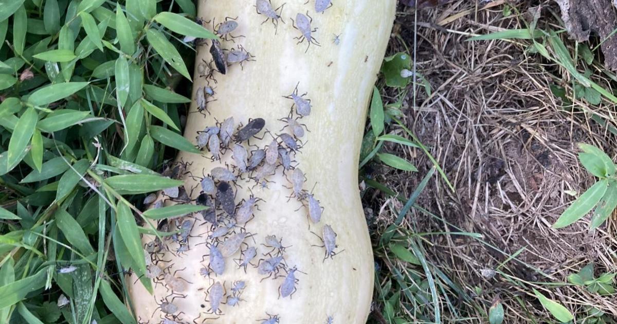 Squashed Insect Master Gardener: Squashing pesky insects that swarm squash | Home ...
