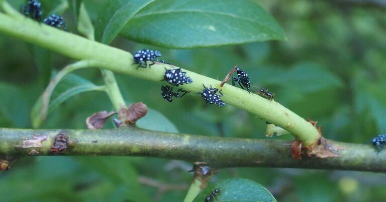 Master Gardener: An update on the invasive spotted lanternfly - Vimarsana News