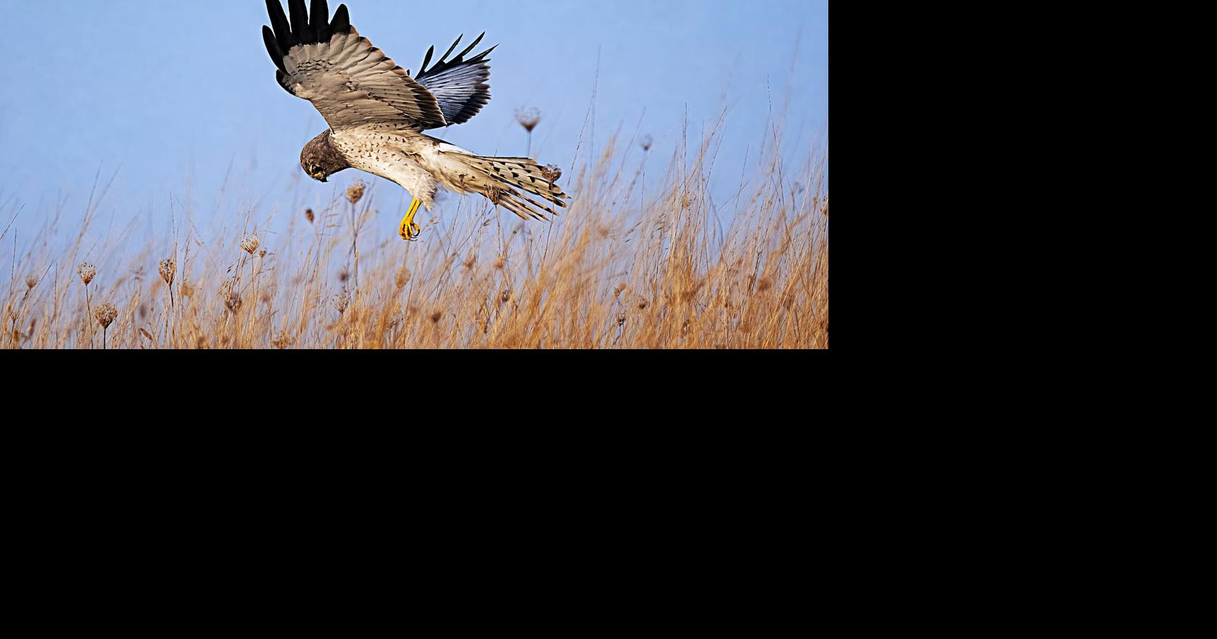 Bird Lore: In winter, raptors embody resilience, patience | Outdoors ...
