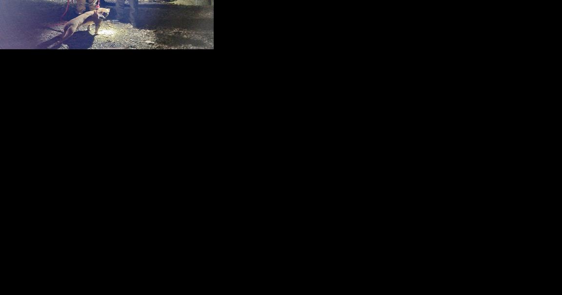 Coal Township fire responders save dog trapped 100 feet down stripping pit - Vimarsana News