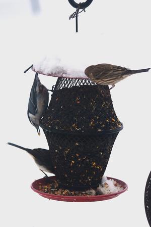 My Neck of the Woods: White-breasted nuthatch a wintertime visitor