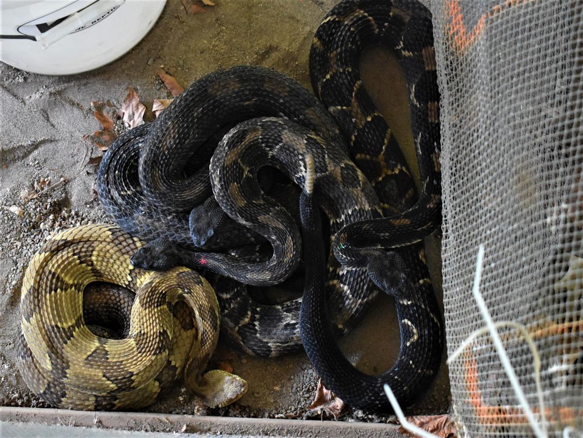 Rattlesnake hunt held in Bradford County | News | newsitem.com