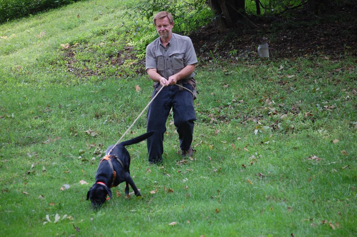 Leashed Tracking Dogs Now Legal In Pennsylvania For Recovering Bear Deer Sports Newsitem Com