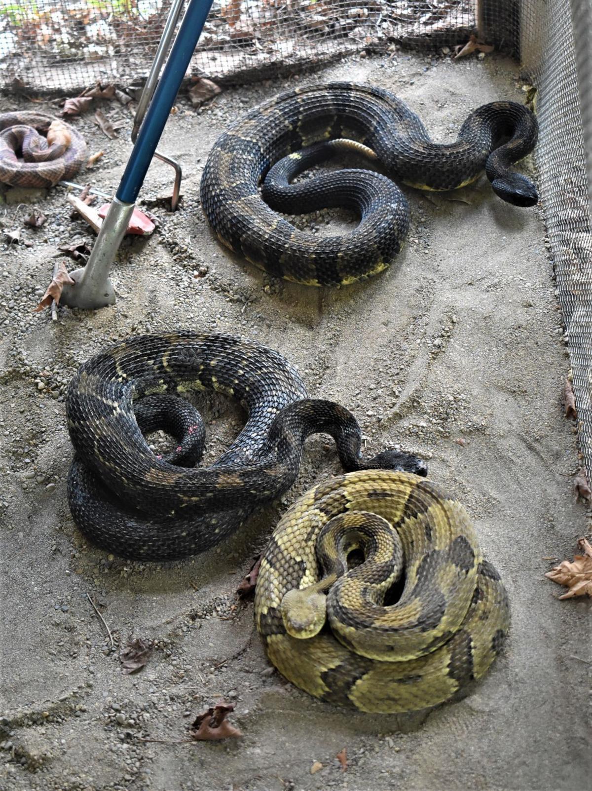 Rattlesnake hunt held in Bradford County | News | newsitem.com