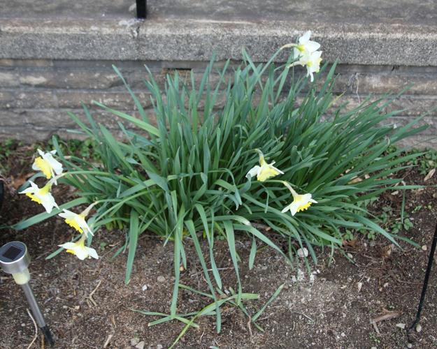 Master Gardener Why don't my daffodils bloom? Home Garden