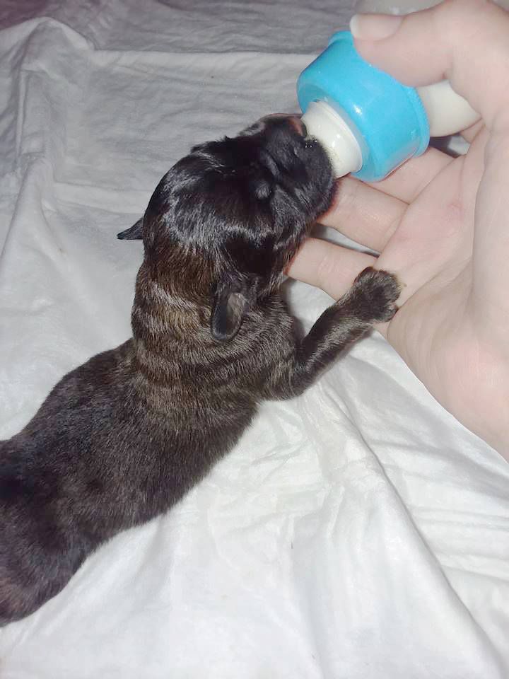 Reward offered for owner of abandoned newborn pups Local