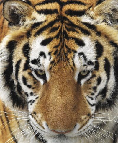 Humans Are Decimating Wildlife And The Pandemic Is A Sign Report Says Newsitem Com